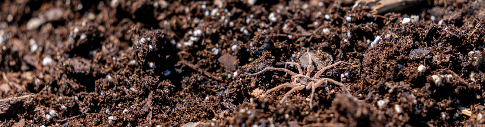 Close up photo of a spider in the soil