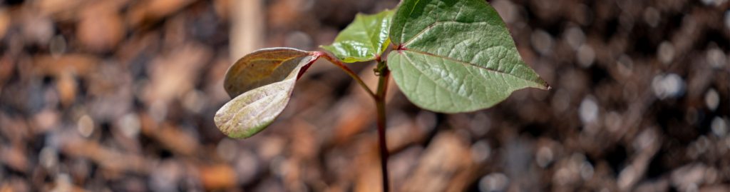 Close up of a sprout growing in the soil