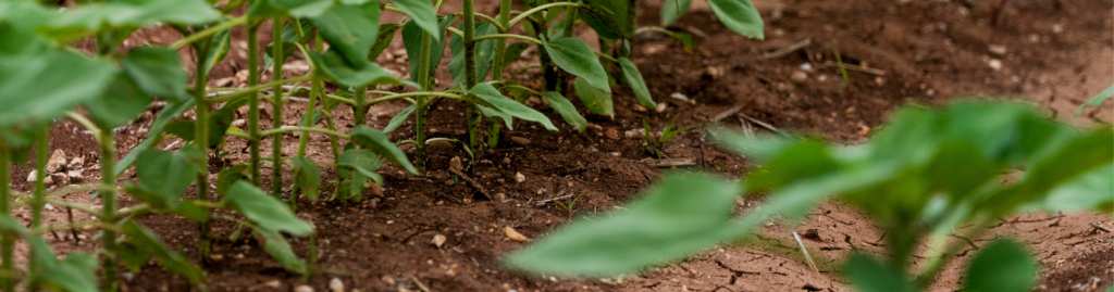 Photo of a line of crops growing in a field