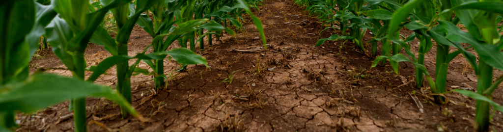 Photo of crops growing in a corn field