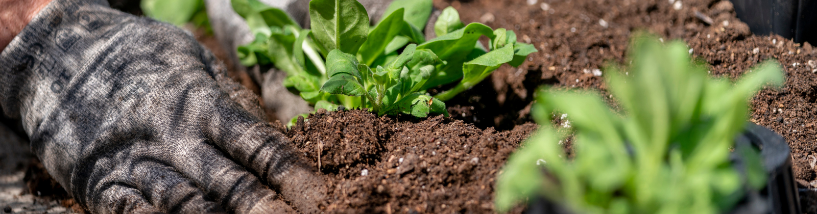 Person wearing gardening gloves planting a plant in a garden